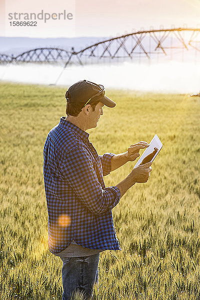 Landwirt  der in einem Weizenfeld steht  eine Tablette benutzt und den Ertrag prüft  während im Hintergrund die Bewässerung gespritzt wird; Alberta  Kanada