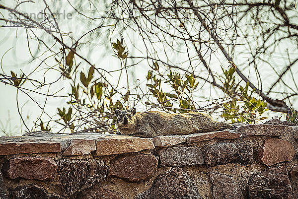 Dassie (Hyracoidea)  auch bekannt als Felsenhyrax (Procavia capensis)  im Hardap Resort; Hardap Region  Namibia