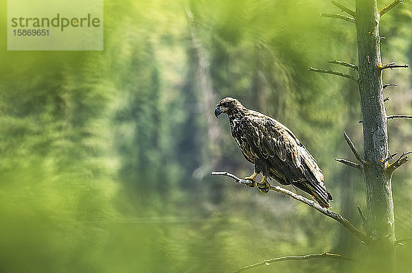 Ungeschlüpfter Weißkopfseeadler (Haliaeetus leucocephalus) auf einem Ast  umrahmt von unscharfem grünen Laub; Whitehorse  Yukon  Kanada