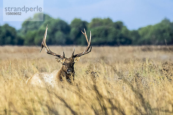 Großer Tule-Elch-Bulle (Cervus canadensis nannodes)  stehend in hohem  trockenem Gras im San Luis National Wildlife Refuge; Kalifornien  Vereinigte Staaten von Amerika