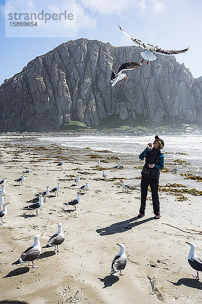 Westliche Möwen (Larus occidentalis) schweben über einer am Strand stehenden Frau mit dem Morro Rock im Hintergrund; Morro Bay  Kalifornien  Vereinigte Staaten von Amerika