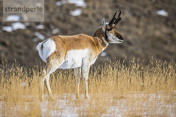 Nahaufnahme eines Pronghorn-Antilopenbocks (Antilocapra americana) im Yellowstone National Park; Montana  Vereinigte Staaten von Amerika