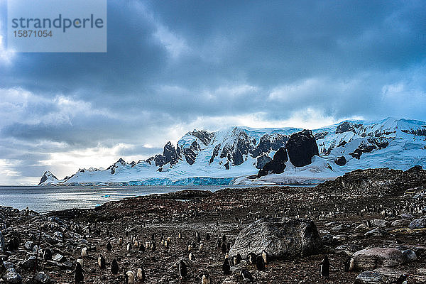 Kolonie antarktischer Eselspinguine am felsigen Strand  Antarktis  Polarregionen