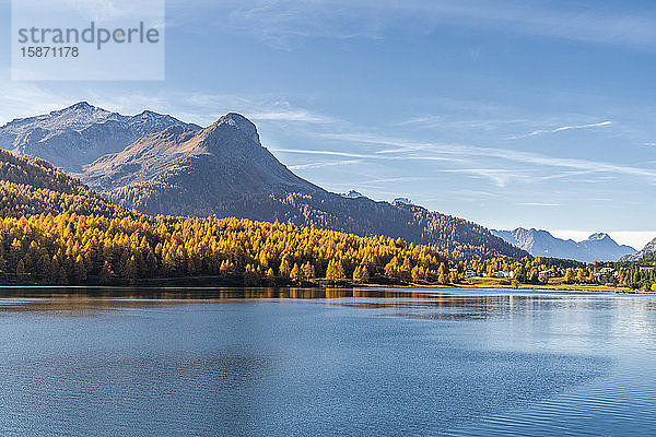 Lärchen am Ufer des Silsersees im Herbst mit dem Dorf Maloja im Hintergrund  Oberengadin  Kanton Graubünden  Schweiz  Europa