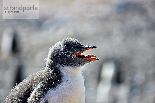 Antarktischer Eselspinguin hechelt aufgrund der sommerlichen Hitzewelle  Antarktis  Polarregionen