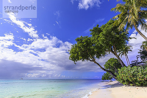 Paynes Bay  überhängende Bäume  feiner rosa Sandstrand  türkisfarbenes Meer  schöne Westküste  Barbados  Inseln über dem Winde  Westindische Inseln  Karibik  Mittelamerika