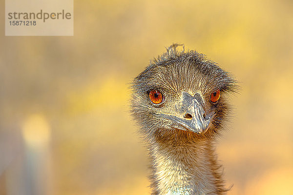 Vorderansicht von Details des Emus (Dromaius novaehollandiae)  eines Vogels  der in der Mythologie der australischen Ureinwohner eine wichtige Rolle spielt  Northern Territory  Australien  Pazifik