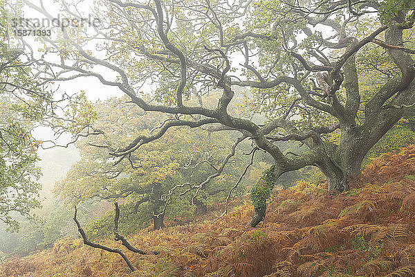 Herbstliche Laubwälder im Dartmoor-Nationalpark  Devon  England  Vereinigtes Königreich  Europa
