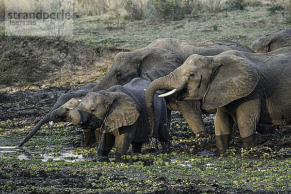 Gruppe afrikanischer Elefanten beim Trinken am Wasserloch  South Luangwa National Park  Sambia  Afrika