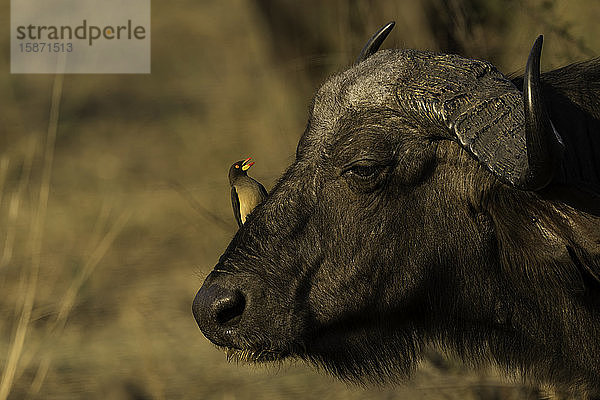 Rotschnabel-Madenhacker  der auf dem Kopf eines afrikanischen Kap-Büffels sitzt  South Luangwa National Park  Sambia  Afrika