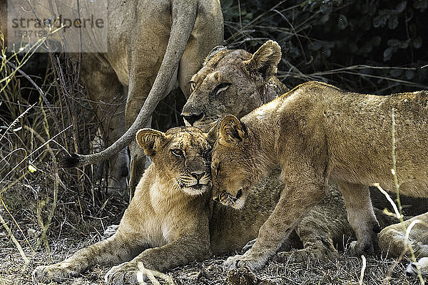 Junger Löwe gibt seinem Geschwisterchen liebevoll einen Kopfstoß  South Luangwa National Park  Sambia  Afrika