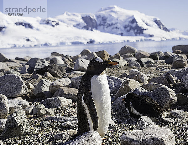 Antarktischer Eselspinguin zwischen Felsen am Strand stehend  Antarktis  Polarregionen