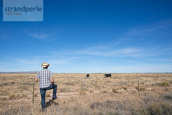 Ein Mann untersucht Kühe auf einer Ranch im südlichen New Mexico  Vereinigte Staaten von Amerika  Nordamerika