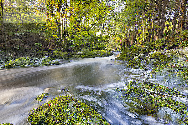 Tollymore Forest Park  Fluss Shimna  Grafschaft Down  Ulster  Nordirland  Vereinigtes Königreich  Europa