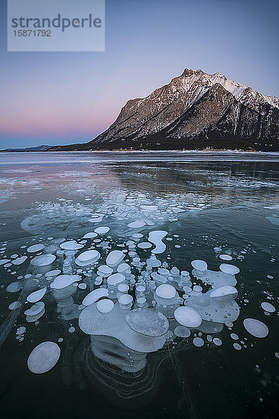 Eingeschlossene Methangasblasen am Abrahamsee  Kootenay Plains  Alberta  Kanadische Rocky Mountains  Kanada  Nordamerika