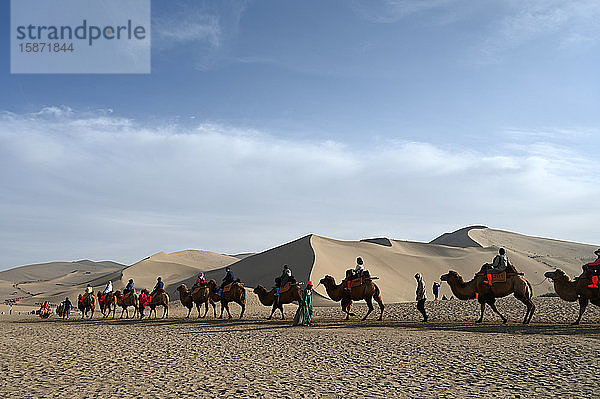 Touristen auf Kamelen  die durch die Singenden Sanddünen in Dunhuang  Nordwestprovinz Gansu  China  Asien  geführt werden