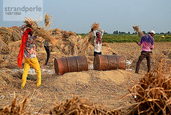 Junge Männer  Wanderarbeiter  die Reisgarben gegen Blechtrommeln dreschen  um den Reis zu lösen  Gujarat  Indien  Asien