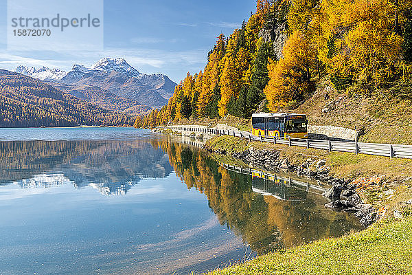 Gelber Bus am Ufer des Silvaplanasees im Herbst  St. Moritz  Engadin  Kanton Graubünden  Schweiz  Europa