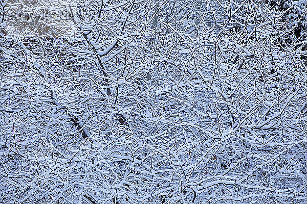 Schnee auf kahlem Baum