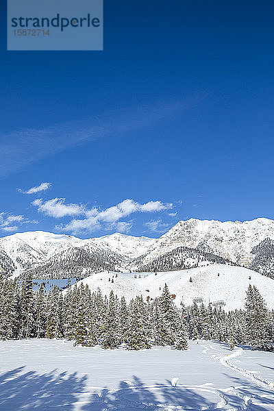 Kiefern und verschneite Berge in Sun Valley  Idaho