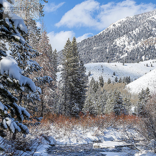 Schnee auf Bergen und Kiefern in Sun Valley  Idaho