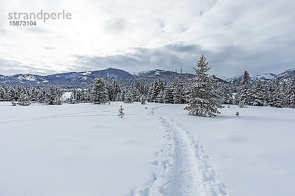 Spuren im Schnee