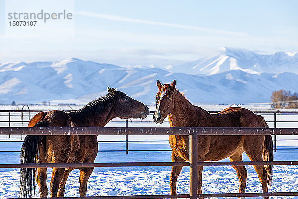 Braune Pferde auf der Koppel im Winter