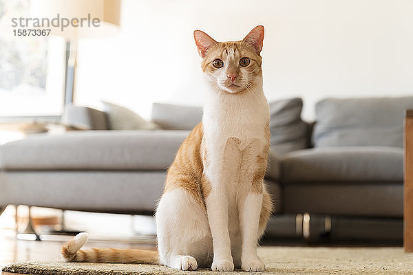 Katze sitzt auf Teppich neben Sofa