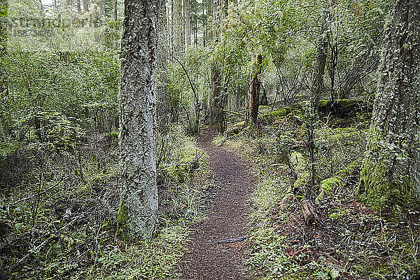 USA  Washington  San Juan County  Orcas Island  Pfad im Wald