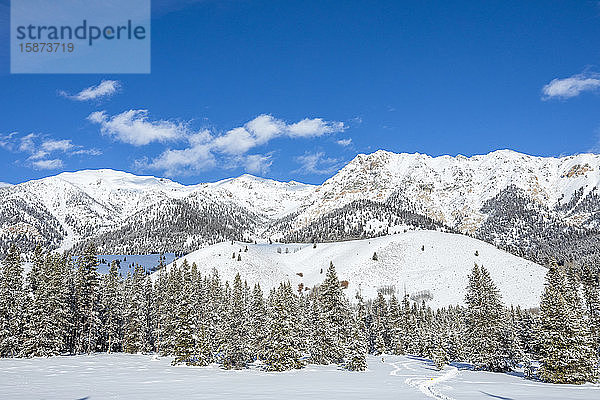 Kiefern und verschneite Berge in Sun Valley  Idaho