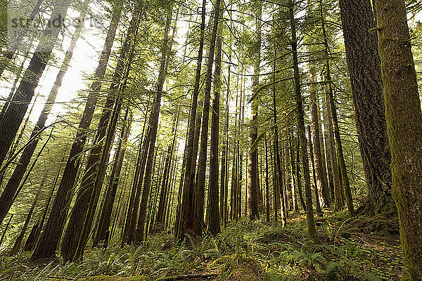 Kiefern im Mount Hood National Forest  Oregon