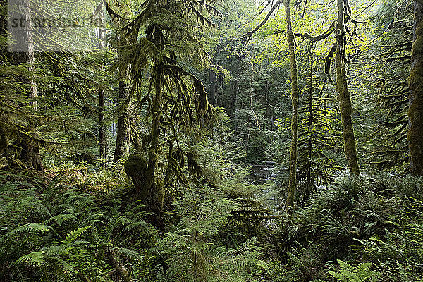 Mount Hood National Forest in Oregon  USA