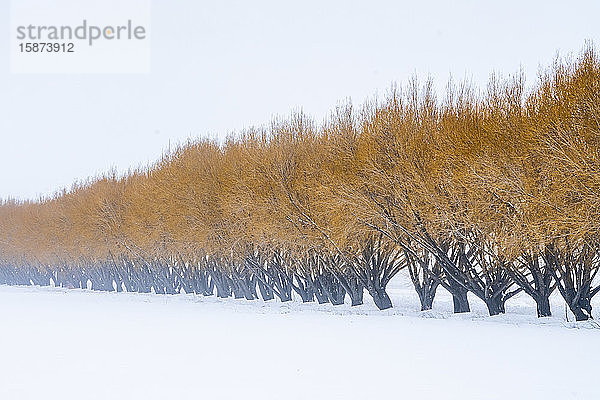 Braune Weidenbäume im Schnee