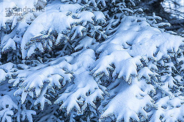 Schnee auf Tannenzweigen