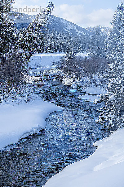 Tannenbäume und Schnee am Fluss in Sun Valley  Idaho