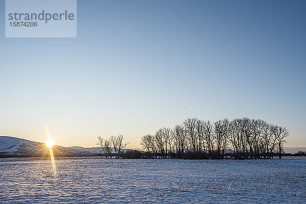 Klarer Himmel  Bäume und Schnee auf einem Feld bei Sonnenuntergang in Picabo  Idaho