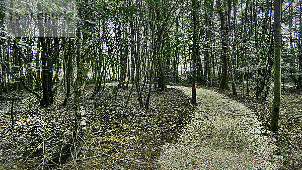 Frankreich  Departement Ain  Region Auvergne - Rhône - Alpes. Cuisiat Bereich  Wanderweg durch den Wald in La Grange du Pin Freizeitzentrum ist rund um den See gesetzt