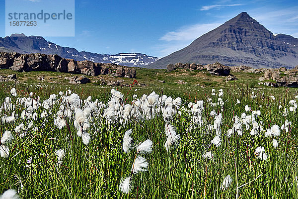 Europa Island   Berufjordur Fjord  Baumwollgras (eriophorum)  Feld im Gebirge  Vulkangebiet