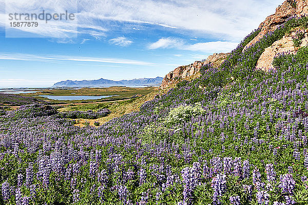 Europa Island   Berufjordur Fjord  Arktisches Lupinenfeld im Gebirge  vulkanisches Gebiet