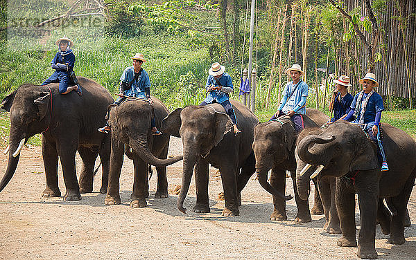 Asien  Thailand  Chiang Mai  Maetaeng Elefantenpark