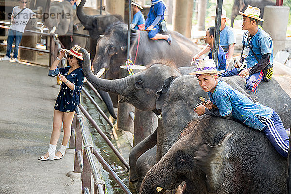 Asien  Thailand  Chiang Mai  Maetaeng Elefantenpark