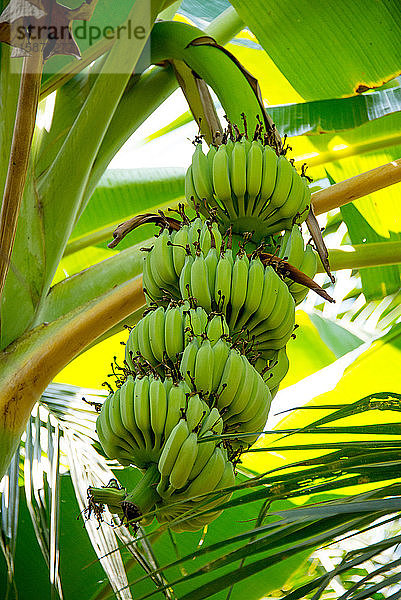 Asien  Thailand  Bananenstaude