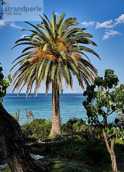 Insel Thassos  Griechenland  Europa  Die Palmen stehen häufig am Strand von Makryammos  Thassos ist eine griechische Insel in der nördlichen Ägäis  nahe der Küste von Thrakien. Sie ist die nördlichste griechische Insel und flächenmäßig die 12. größte. Thassos ist auch der Name der größten Stadt der Insel  besser bekannt als Limenas  der Hauptstadt von Thassos  die an der Nordseite  gegenüber dem Festland liegt.