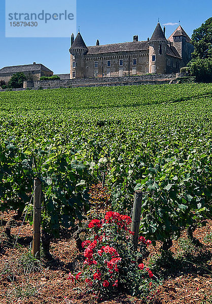 Europa  Frankreich   Departement Bourgogne-Franche-ComtÃ©  Inmitten der Weinberge liegt das ChÃ¢teau de Rully  eine mÃ©diÃ©valistische Festung aus dem 12.