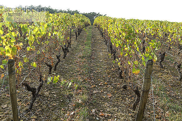 Weinberg in der Touraine in Frankreich.