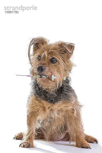 Konzept der Hundeimpfung: Yorkshire Terrier Hund und Spritze in seinem Mund vor weißem Hintergrund.