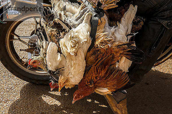 Transport von Hühnern auf einem Motorroller in Ouagadougou  Burkina Faso.