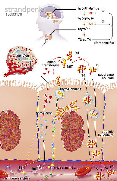 Follikelzellen des Schilddrüsenfollikels  die Schilddrüsenhormone absondern  Behandlungen. Behandlung der Hyperthyreose. Schnittbild der Follikelzellen des Schilddrüsenfollikels in Kontakt mit einer Blutkapillare (unten). In der Patrone ein Schilddrüsenfollikel. Oben eine Silhouette  die die Schilddrüse  die Hypophyse und den Hypothalamus zeigt. Die Synthese der Schilddrüsenhormone T3 und T4  die in den Follikelzellen und der kolloidalen Substanz des Schilddrüsenfollikels erfolgt  wird durch das TRH auf der Ebene des Hypothalamus stimuliert  das die Synthese von TSH auf der Ebene der Hypophyse induziert.
