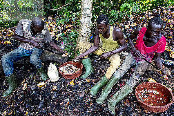 Kakaopflanzer beim Öffnen der Schoten in der Nähe von Agboville  Elfenbeinküste.