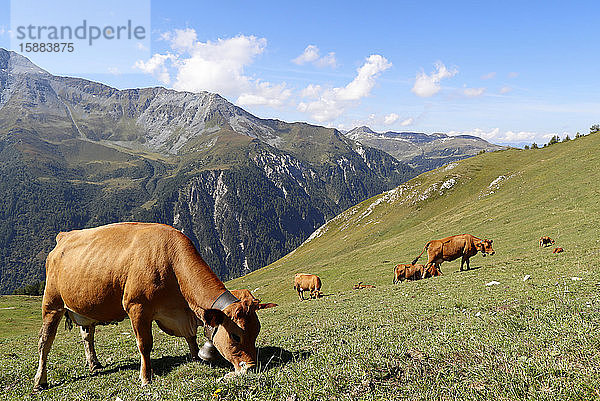 Französische Alpen. Beaufort-Käse. Die verwendete Milch stammt von den Kühen der Tarine  die auf den Hochweiden grasen. Peisey Nancroix. Frankreich.